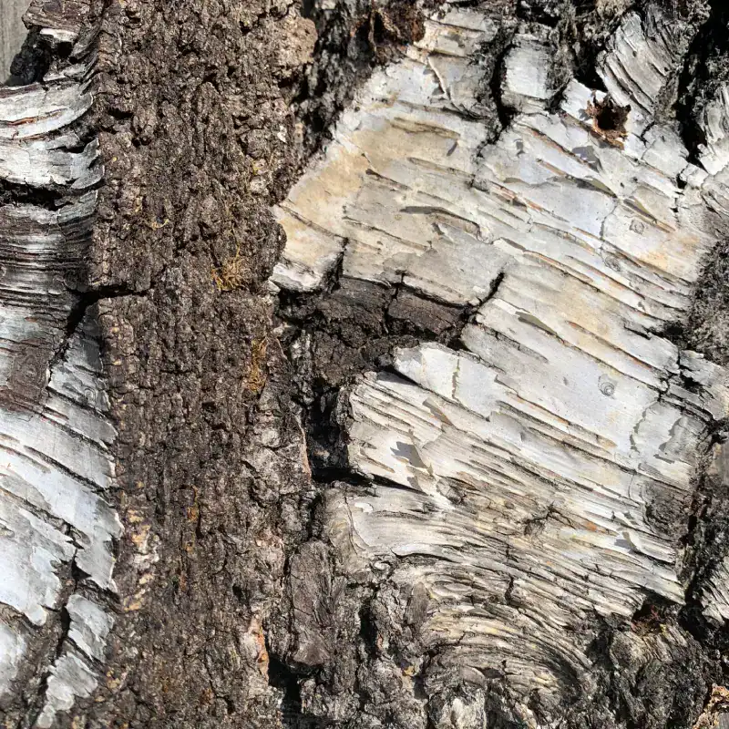 Inspirationsbild – Nahaufnahme einer Birkenrinde: Ein beeindruckendes Spiel von Strukturen in Brauntönen, Weissschattierungen und leicht ockrigen Verfärbungen der Rinde.