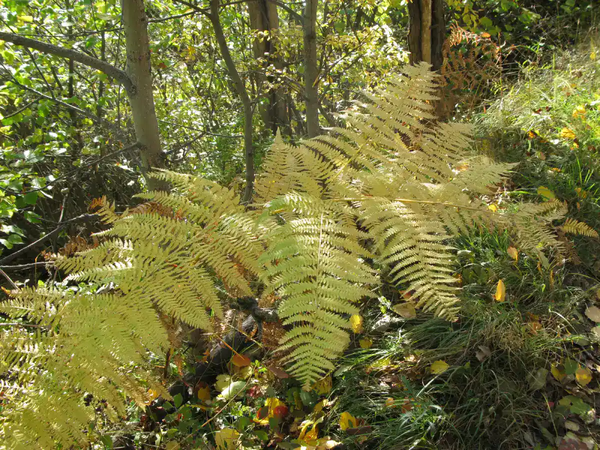 Farbgestaltung – Inspirationsbild: Farne im herbstlichen Wald. Licht und Schatten, Dunkelgrün, Hellgrün, herbstliches Blattwerk in Gelb und Rotbraun