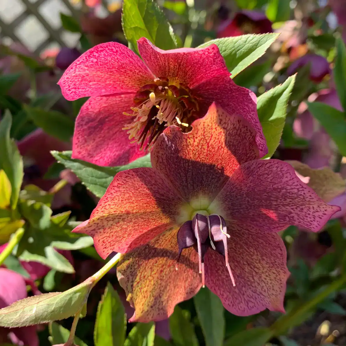 Inspirationsbild: Nahaufnahme von zwei strahlenden Helleborusblüten in Rosarot, Ocker und Grün mit lebendigen Lichtreflexen. Die Blütenblätter zeigen ein filigranes Punktmuster um die Blütenkelche. Die Natur ist eine Meisterin von Farbe und Form.
